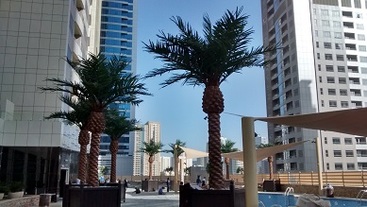 Artificial Palm Trees - Dubai, UAE